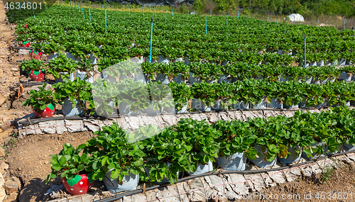 Image of strawberry farm