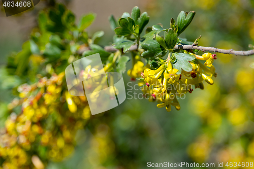 Image of Flowers of golden currant at spring