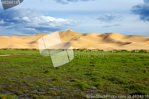 Image of Green grass in front of sand dunes Gobi