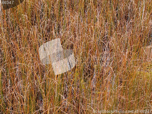 Image of Grass