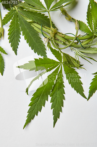 Image of Close-up cannabis green natural leaves bound with wire.