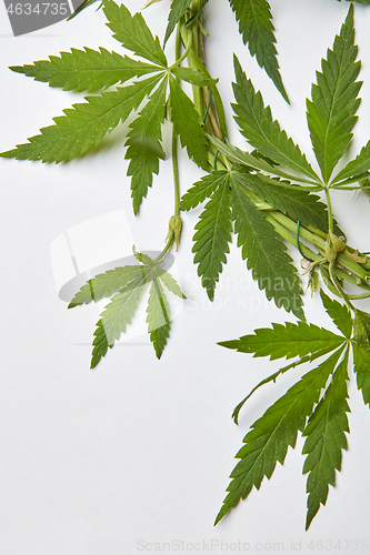 Image of Corner frame with green cannabis leaves bound with wire.