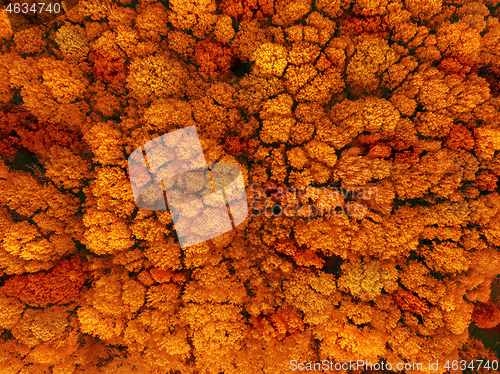 Image of Top view of the forest. Nature background. Photo from the drone