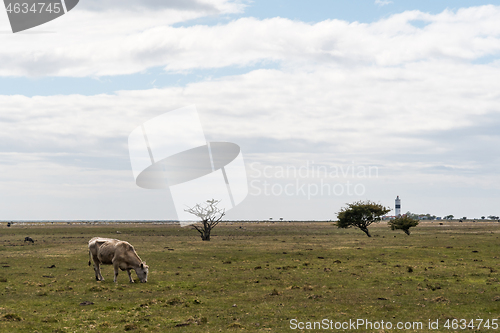 Image of Grazing cow in a great grassland