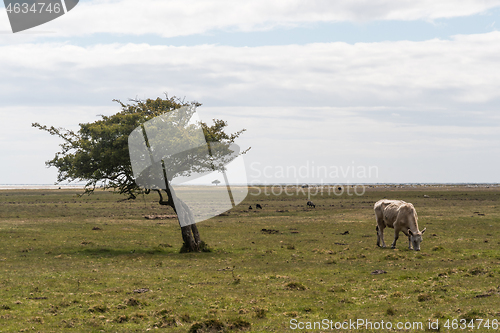 Image of Grazing cow by a lone tree