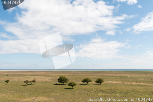 Image of Trees in a wide grassland