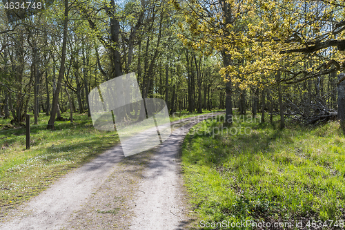 Image of Country road through a beautiful forest in springtime