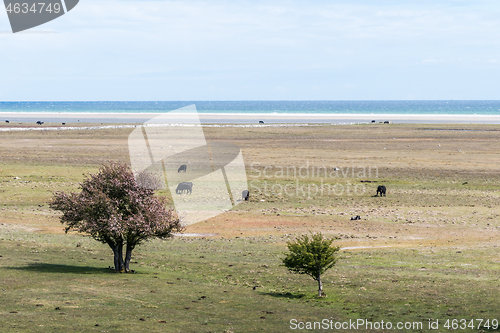 Image of Trees and grazing cattle in a wide open grassland