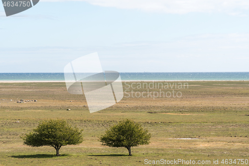 Image of Trees in a great wide coastal grassland