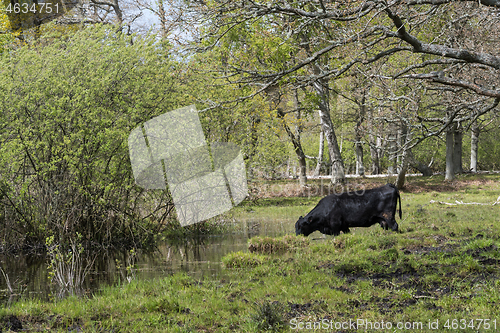 Image of Cow drinking water in a small pond