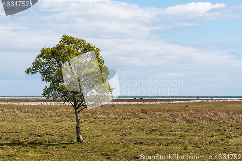 Image of Lone tree in a great grassland