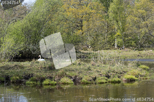 Image of Breeding Mute Swan in a small pond