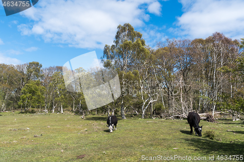 Image of Grazing cattle in a forest glade