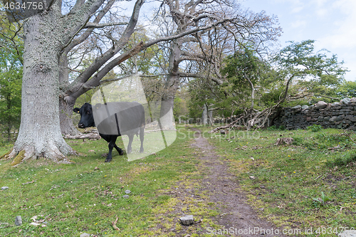 Image of Black cow walking in a forest