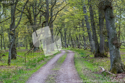 Image of Road through a deciduous forest in spring season 