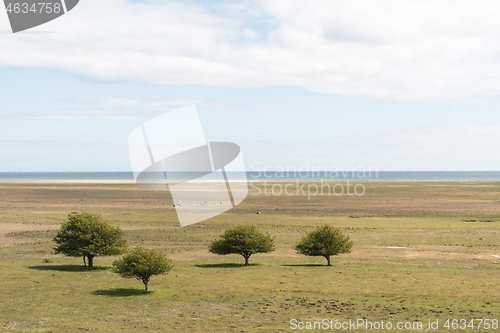 Image of Trees in a great grassland in Sweden