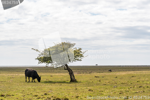 Image of Grazing black cow by a lone tree