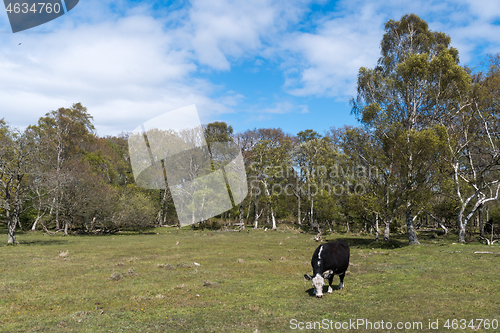 Image of One grazing black cow in a glade