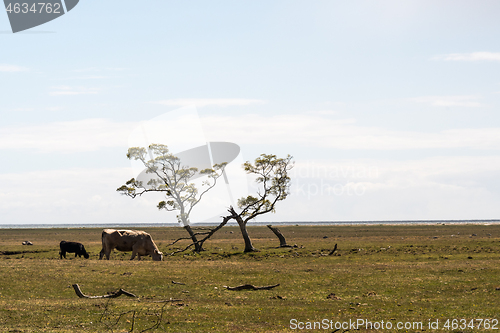 Image of Grazing cattle in a great grassland