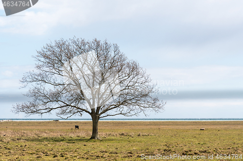 Image of Lone bare tree in a great grassland