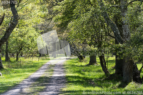 Image of Beautiful deciduous forest in spring season