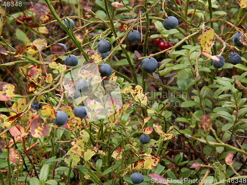 Image of Bilberry