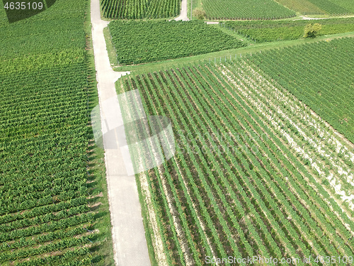 Image of aerial view of a vineyard in Breisgau, Germany