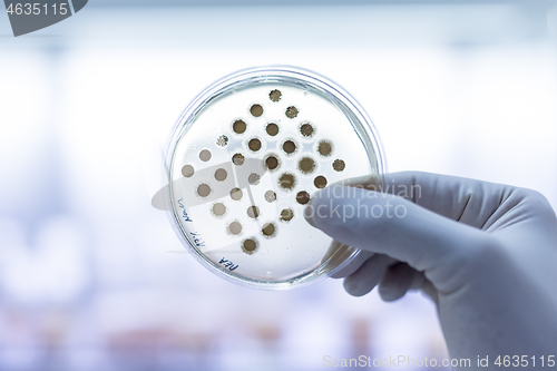 Image of Scientist growing bacteria in petri dishes on agar gel as a part of scientific experiment.