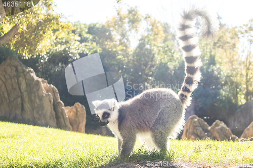 Image of Ring tailed lemur on meadow illuminated by afternoon sun