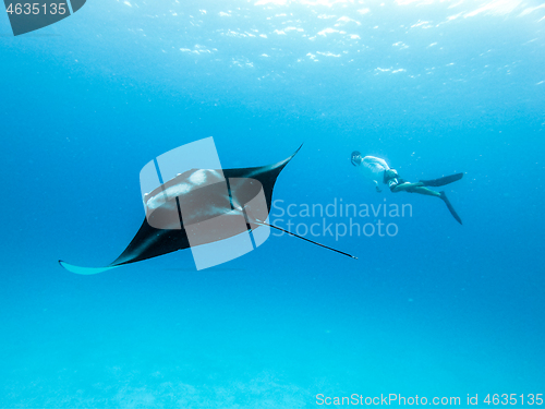 Image of Underwater view of hovering Giant oceanic manta ray, Manta Birostris , and man free diving in blue ocean. Watching undersea world during adventure snorkeling tour on Maldives islands.