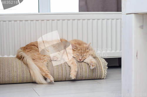 Image of Red cat sleeps on rolled-up roll mat near radiator