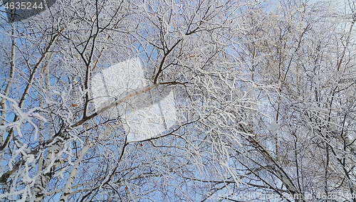 Image of Branches of birch trees covered with snow and hoarfrost