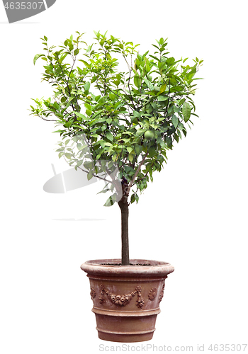 Image of Tree in a pot isolated