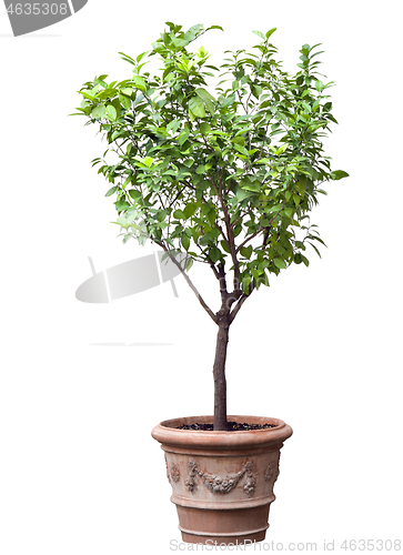 Image of Tree in a pot isolated