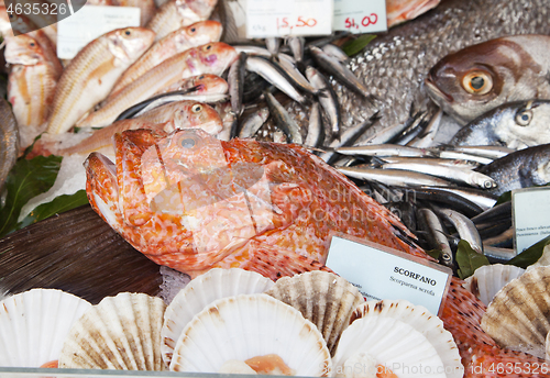 Image of Fresh fish and clams in a market