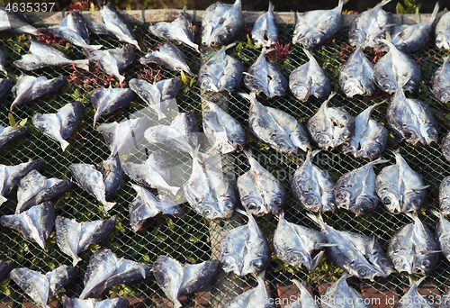 Image of Fish dried on sun