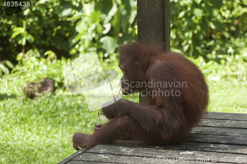 Image of Borneo-Orang-Utan