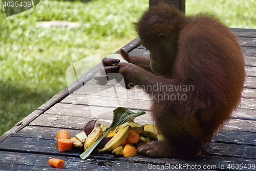 Image of Borneo-Orang-Utan