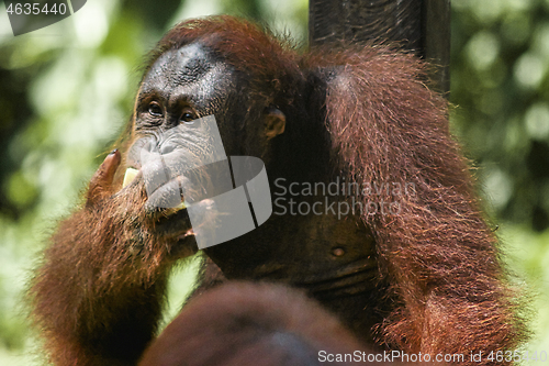 Image of Borneo-Orang-Utan