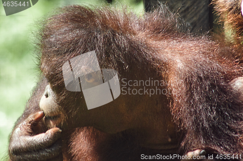 Image of Borneo-Orang-Utan