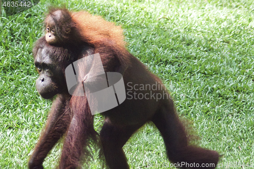 Image of Borneo-Orang-Utan