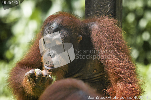 Image of Borneo-Orang-Utan