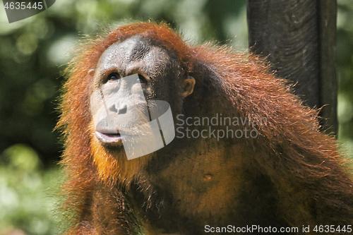 Image of Borneo-Orang-Utan