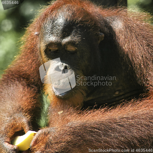 Image of Borneo-Orang-Utan