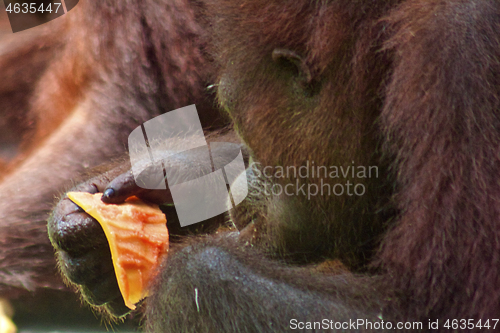 Image of Borneo-Orang-Utan