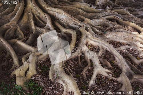 Image of Old mystery roots in forest