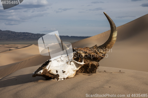 Image of Bull skull in the sand desert at sunset