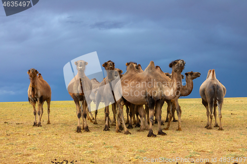 Image of Group camels in steppe and storm sky