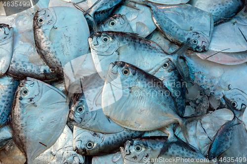 Image of Razor moonfish (mene maculata) raw fish