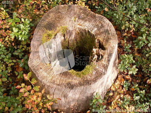 Image of Stump